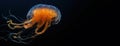 Black sea nettle, Rare orange jellyfish, dark background. AI generated Royalty Free Stock Photo