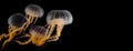 Black sea nettle, Rare orange jellyfish, dark background. AI generated. Royalty Free Stock Photo