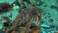 Black Sea, Nutrition of Green crab (Carcinus aestuarii), eating another species of crab, which caught at the bottom