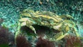 Black Sea, Nutrition of Green crab (Carcinus aestuarii), eating another species of crab, which caught at the bottom