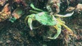 Black Sea, Nutrition of Green crab (Carcinus aestuarii), eating another species of crab, which caught at the bottom