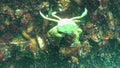 Black Sea, Nutrition of Green crab (Carcinus aestuarii), eating another species of crab, which caught at the bottom