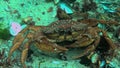 Black Sea, Nutrition of Green crab (Carcinus aestuarii), eating another species of crab, which caught at the bottom