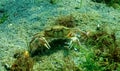Black Sea, Nutrition of Green crab (Carcinus aestuarii), eating another species of crab Royalty Free Stock Photo
