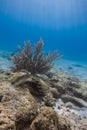 Black Sea Rod coral Royalty Free Stock Photo