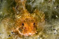 Black Sea scorpionfish Royalty Free Stock Photo