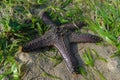 Black sea star with yellow dots lying in ocean water and surrounded by green seaweed