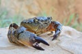 Black Sea stone crab on the beach Royalty Free Stock Photo