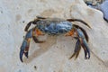 Black Sea stone crab on the beach Royalty Free Stock Photo