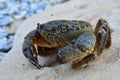 Black Sea stone crab on the beach Royalty Free Stock Photo