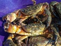 Black Sea stone crabs