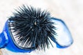 Black sea urchin Royalty Free Stock Photo