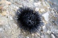 Black sea urchin Royalty Free Stock Photo