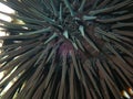 Black sea urchin (Arbacia lixula) extreme close-up undersea, Aegean Sea, Greece, Halkidiki Royalty Free Stock Photo