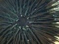 Black sea urchin (Arbacia lixula) extreme close-up undersea, Aegean Sea, Greece, Halkidiki Royalty Free Stock Photo