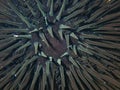 Black sea urchin (Arbacia lixula) extreme close-up undersea, Aegean Sea, Greece, Halkidiki Royalty Free Stock Photo