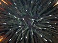 Black sea urchin (Arbacia lixula) extreme close-up undersea, Aegean Sea, Greece, Halkidiki Royalty Free Stock Photo