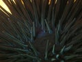 Black sea urchin (Arbacia lixula) extreme close-up undersea, Aegean Sea, Greece, Halkidiki Royalty Free Stock Photo