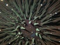Black sea urchin (Arbacia lixula) extreme close-up undersea, Aegean Sea, Greece, Halkidiki Royalty Free Stock Photo