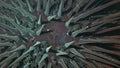 Black sea urchin (Arbacia lixula) extreme close-up undersea, Aegean Sea, Greece, Halkidiki Royalty Free Stock Photo