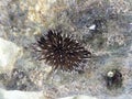 Black sea urchin Royalty Free Stock Photo