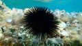 Black sea urchin Arbacia lixula undersea, Aegean Sea, Greece. Royalty Free Stock Photo