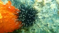 Black sea urchin Arbacia lixula undersea, Aegean Sea, Greece, Halkidiki Royalty Free Stock Photo