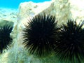 Black sea urchin Arbacia lixula undersea, Aegean Sea, Greece. Royalty Free Stock Photo