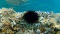 Black sea urchin Arbacia lixula undersea, Aegean Sea, Greece. Royalty Free Stock Photo