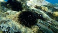 Black sea urchin Arbacia lixula undersea, Aegean Sea, Greece. Royalty Free Stock Photo