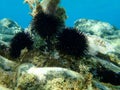 Black sea urchin Arbacia lixula undersea, Aegean Sea, Greece. Royalty Free Stock Photo