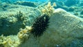 Black sea urchin Arbacia lixula undersea, Aegean Sea, Greece. Royalty Free Stock Photo