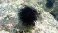 Black sea urchin Arbacia lixula undersea, Aegean Sea, Greece, Halkidiki Royalty Free Stock Photo
