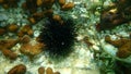 Black sea urchin Arbacia lixula undersea, Aegean Sea, Greece, Halkidiki Royalty Free Stock Photo