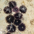 Black sea urchin Royalty Free Stock Photo