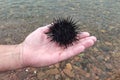 Black sea urchin on a man's palm