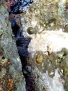 Black sea urchin and some slugs on the beach stones