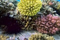 Black sea urchin - underwater