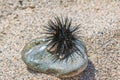 Black sea urchin on the stone on a sandy sea shore Royalty Free Stock Photo