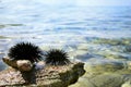 Black sea urchins Royalty Free Stock Photo