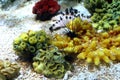 Black sea urchins with long needles