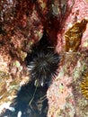 Black sea urchins between the stones