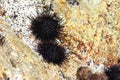 Black sea urchins Strongylocentrotus nudus on sea rock in intertidal zone. Echinoderms in natural habitat.