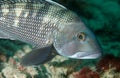 Black Seabass Royalty Free Stock Photo