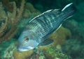 Black Seabass Royalty Free Stock Photo