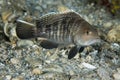 Black Seabass-Centropristis striata Royalty Free Stock Photo