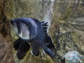 Black Seabass-Centropristis striata underwater close up portrait Royalty Free Stock Photo