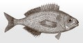 Black seabream, spondyliosoma cantharus, a marine fish from the eastern Atlantic and the Mediterranean Sea in side view Royalty Free Stock Photo