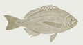 Black seabream spondyliosoma cantharus Royalty Free Stock Photo