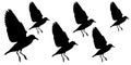 Black Seagulls flying style Isolated on background Royalty Free Stock Photo